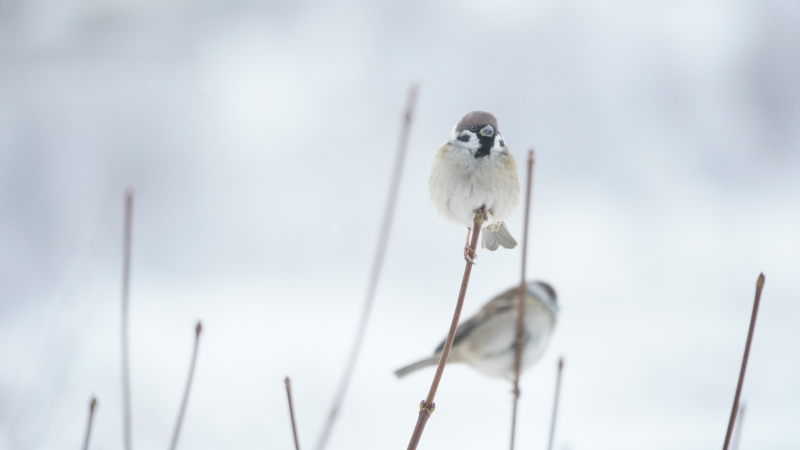 ÅRSMØTE avholdes 24.november